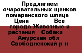 Предлагаем очаровательных щенков померанского шпица › Цена ­ 15 000 - Все города Животные и растения » Собаки   . Амурская обл.,Свободненский р-н